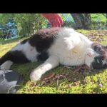 丸々と太ったハチワレ猫が足にスリスリして甘えてきた(YouTube)