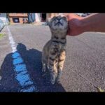 漁港で出会った猫ちゃん、頭を撫でようとすると伸び上がって撫でられてカワイイ(YouTube)