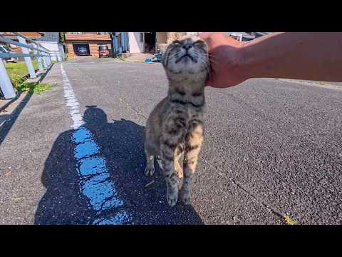 漁港で出会った猫ちゃん、頭を撫でようとすると伸び上がって撫でられてカワイイ(YouTube)