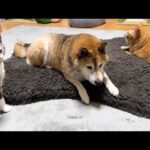 暖かくなり猫たちが大騒ぎ！そばで幸せそうな柴犬が可愛い(YouTube)
