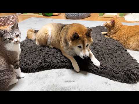 暖かくなり猫たちが大騒ぎ！そばで幸せそうな柴犬が可愛い(YouTube)