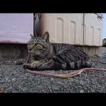 【今週の感動猫動画 2026/5/1w】今週撮った未公開猫動画まとめて公開-unreleased video of this week(YouTube)