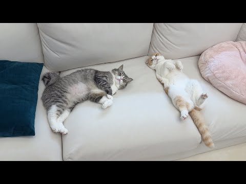 昼前に体力を全部使い果たしたペース配分を知らない猫たちがこうなってましたwww(YouTube)