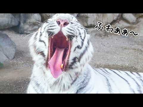 出張先のホワイトタイガーが可愛すぎるあくびを披露してくれました！🐅【東武動物公園コラボ】(YouTube)