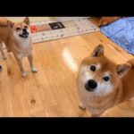 柴犬ハチとママは、皆さんに色々聞きたい事があるようです(YouTube)
