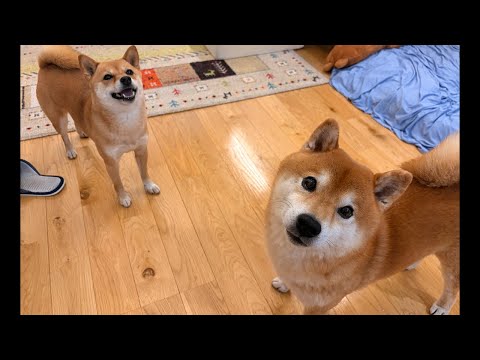 柴犬ハチとママは、皆さんに色々聞きたい事があるようです(YouTube)