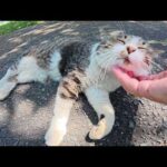 島のはずれで一人ぼっちで暮らすキジシロ猫ちゃん(YouTube)