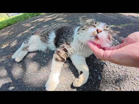 島のはずれで一人ぼっちで暮らすキジシロ猫ちゃん(YouTube)