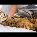 忙しくなさそうに見えて実は忙しい麦わら猫の一日(YouTube)