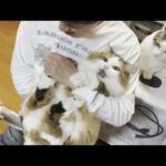 緊急措置！粗相をした長毛種の猫のお尻を丸出しにせよ！(YouTube)