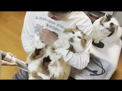 緊急措置！粗相をした長毛種の猫のお尻を丸出しにせよ！(YouTube)