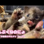 満腹なのにょ  訳ありで保護されたクリ  Day25  2026 05 04 2(YouTube)