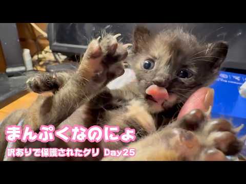 満腹なのにょ  訳ありで保護されたクリ  Day25  2026 05 04 2(YouTube)