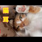 世界一ヤムチャのモノマネが上手な猫！(YouTube)