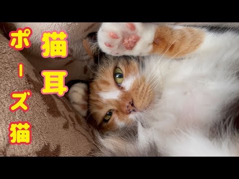 世界一ヤムチャのモノマネが上手な猫！(YouTube)