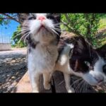 猫島でベンチに座ると猫たちが集まってきて取り囲まれます(YouTube)