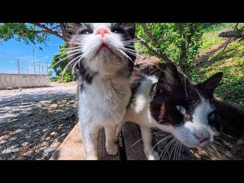 猫島でベンチに座ると猫たちが集まってきて取り囲まれます(YouTube)