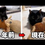 やらかし魔でめげない優しい黒猫くんが今日で4歳になりました🐾(YouTube)