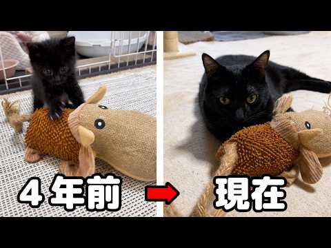 やらかし魔でめげない優しい黒猫くんが今日で4歳になりました🐾(YouTube)