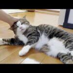 寂しくて一人でニャーニャー鳴きじゃくる猫(YouTube)