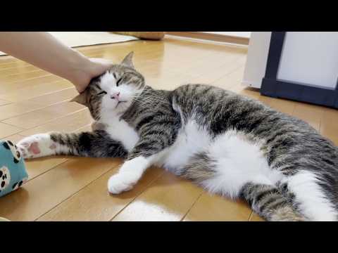 寂しくて一人でニャーニャー鳴きじゃくる猫(YouTube)