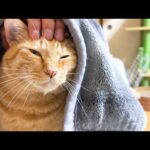 頼れる兄猫が急に甘えん坊に…姉猫と飼い主にべったりです(YouTube)