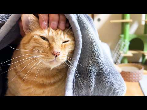 頼れる兄猫が急に甘えん坊に…姉猫と飼い主にべったりです(YouTube)