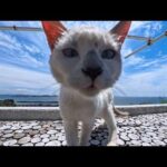 【島のカフェ】ケーキ食べた後も猫との攻防戦は続く(YouTube)