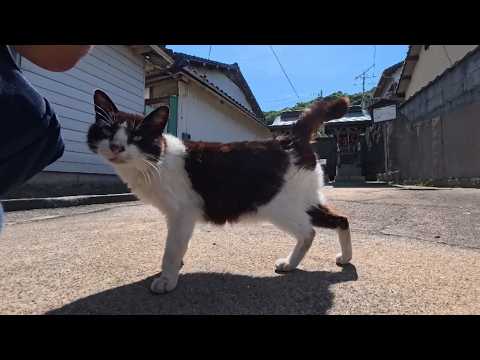 島の通り沿いの石段に座っていたら猫がトコトコ歩いてきて隣に座ってきた(YouTube)