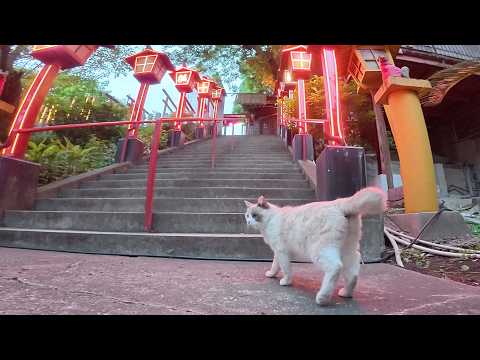 ラグドールみたいな猫が「私のお家をライトアップして！」と要求してきた(YouTube)
