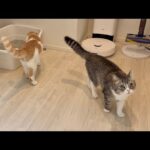 兄のおしっこをわざわざ確認しないと気が済まない猫が可愛すぎましたw(YouTube)
