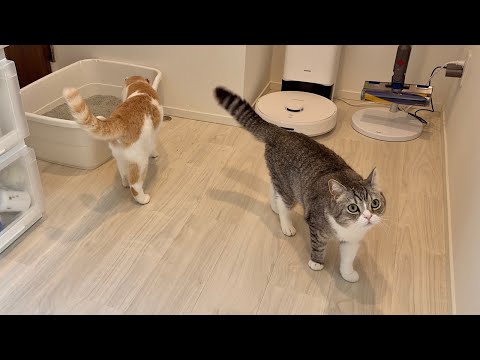 兄のおしっこをわざわざ確認しないと気が済まない猫が可愛すぎましたw(YouTube)