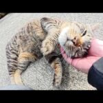 海辺の神社へ行くと、甘えん坊のキジトラ猫がお出迎えしてくれた(YouTube)