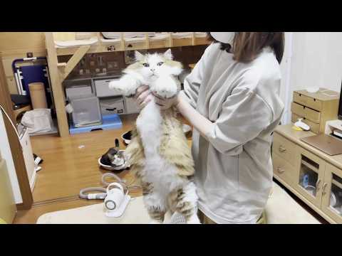 暑いから上着を脱がしてもらうモフモフ猫(YouTube)