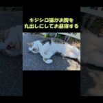 キジシロ猫がお腹を丸出しにしてお昼寝する #猫 #ねこ #cat(YouTube)