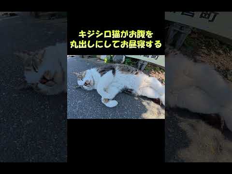 キジシロ猫がお腹を丸出しにしてお昼寝する #猫 #ねこ #cat(YouTube)