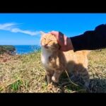 絶景の展望所で一人ぼっち暮らす猫ちゃん、人が来ると喜んで甘えてくる(YouTube)
