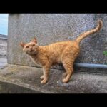 【猫島上陸】フェリー乗り場近くで第一猫発見!撫でるとすぐに第二猫もやってきた(YouTube)