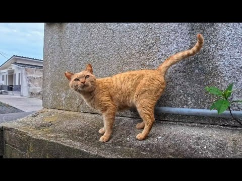 【猫島上陸】フェリー乗り場近くで第一猫発見!撫でるとすぐに第二猫もやってきた(YouTube)