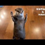 のんびりカワウソが狩猟モードになる瞬間・・！　Otters Turn into Hunting Machines!(YouTube)