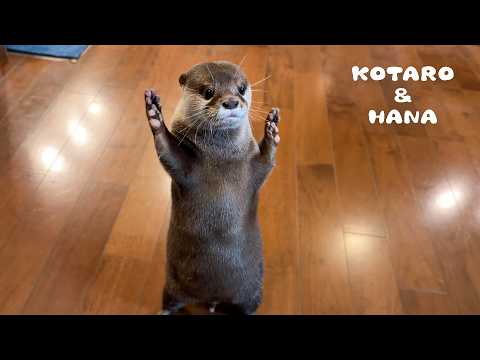 のんびりカワウソが狩猟モードになる瞬間・・！　Otters Turn into Hunting Machines!(YouTube)