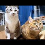 先輩猫たちと仲良くしたくてチャレンジする末っ子猫と接し方が誰でも変わらない姫猫はどちらが年上かわかりません(笑)(YouTube)