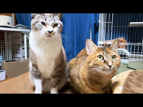 先輩猫たちと仲良くしたくてチャレンジする末っ子猫と接し方が誰でも変わらない姫猫はどちらが年上かわかりません(笑)(YouTube)