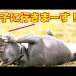 【ピットブル】とっつぁん連休明けに里子に出ます！(YouTube)