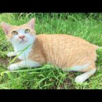 茶シロ猫ちゃんをモフったらお腹を見せてリラックスしてくれた(YouTube)