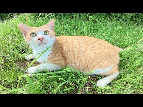 茶シロ猫ちゃんをモフったらお腹を見せてリラックスしてくれた(YouTube)