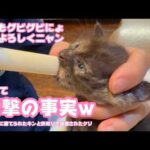 衝撃の事実発覚とママよろしくニャン  ゴミ箱に棄てられたキンと訳ありで保護されたクリ  Day23,30  2026 05 09 2(YouTube)