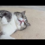 舌出したまま爆睡してる猫を隠し撮りしてみたら…(YouTube)