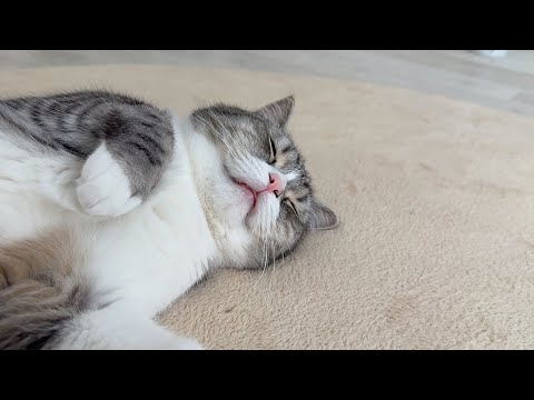 舌出したまま爆睡してる猫を隠し撮りしてみたら…(YouTube)