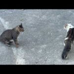 弱そうに見えて謎に強気な猫(YouTube)